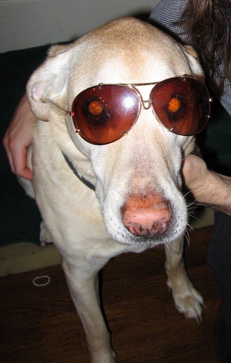 Sandy dog