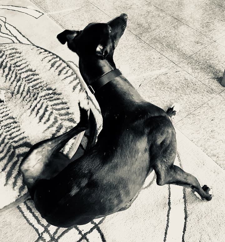 Tuffy practicing the Syd Scotch pose!